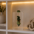 Caixa decorativa de acrílico de Serpentinita com Banhada.