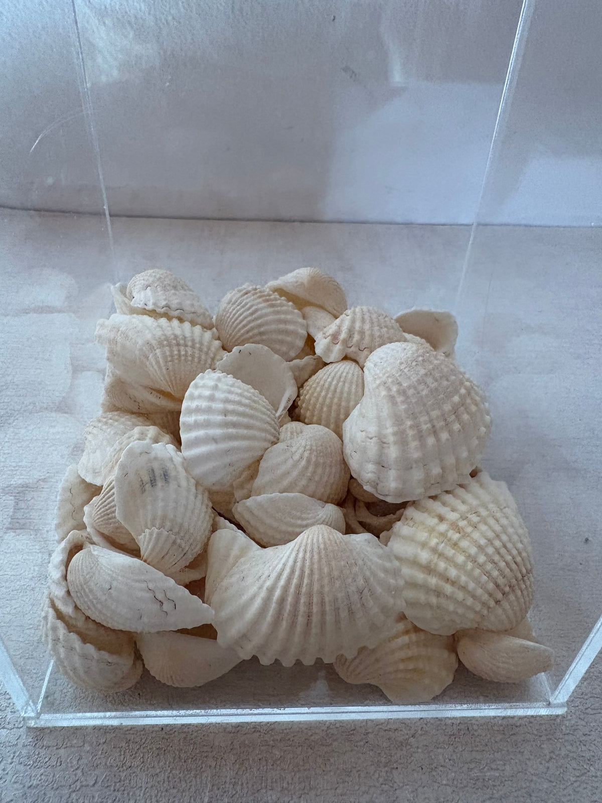 Caixa decorativa de acrílico de Concha com Quartzo Branco.